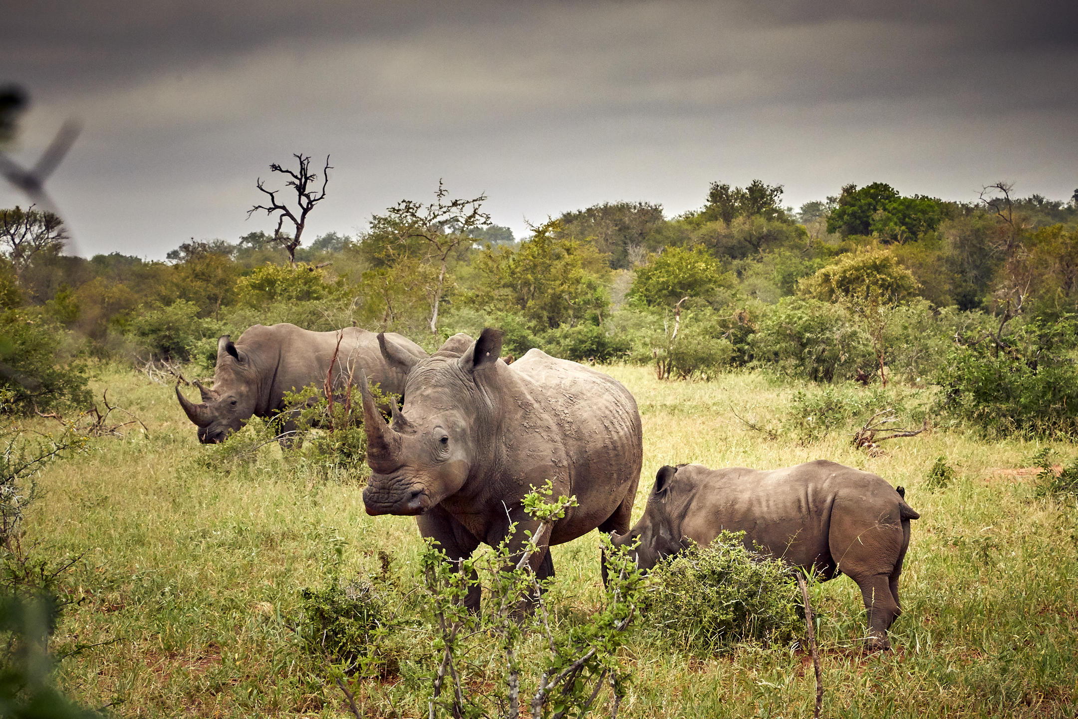 Cape Town Johannesburg Kruger